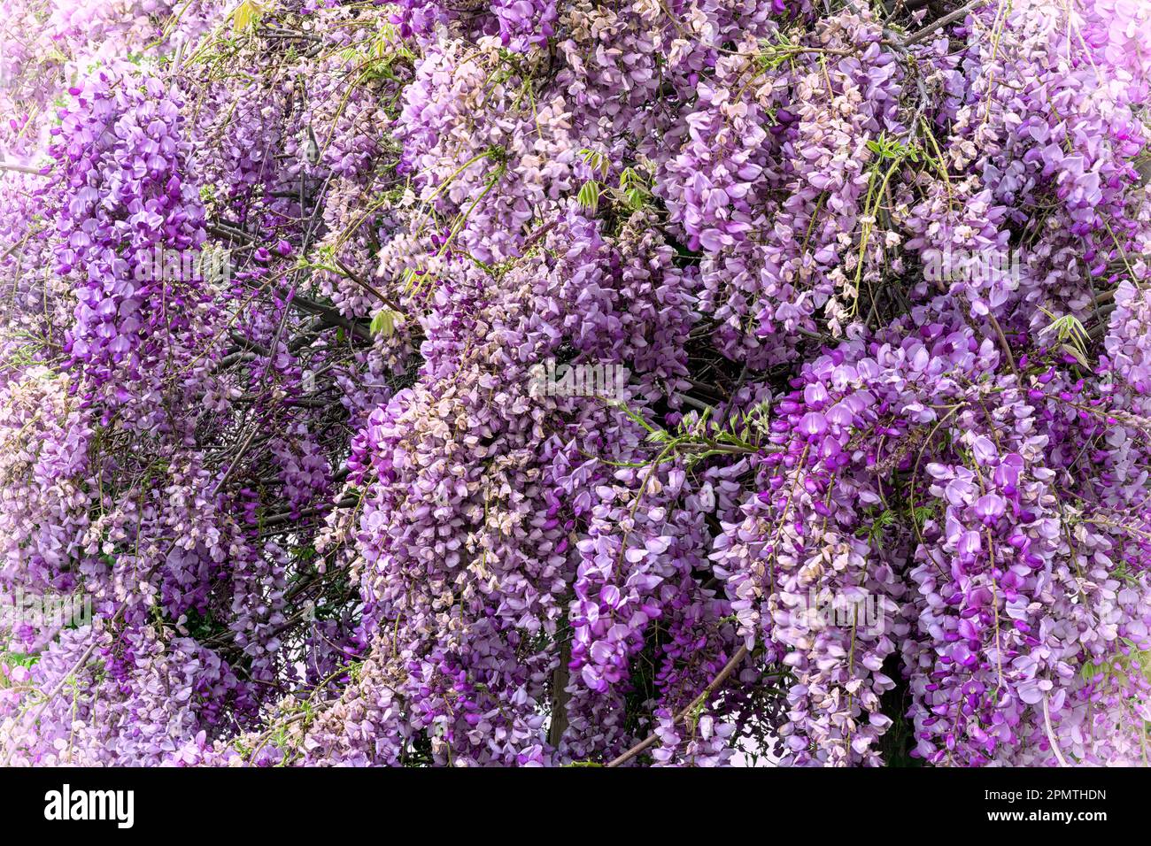Lila und weiße Wisteria Blütenpflanze, in voller Blüte Stockfoto