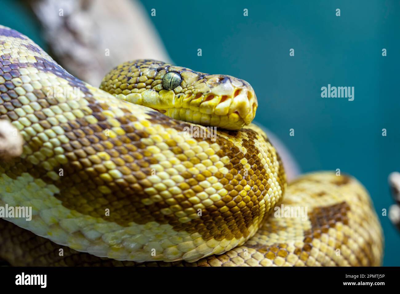 Die Timor-Python (Malayopython timoriensis) ist eine in Südostasien vorkommende Pythonart. Wie alle Pythons ist es ein nicht-giftiger Konstriktor. Stockfoto