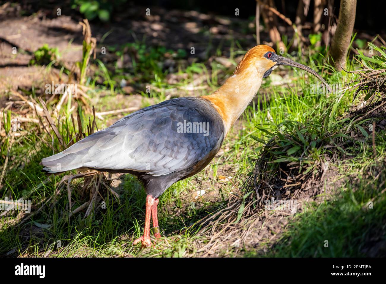 Der schwarze Ibis (Theristicus melanopis) ist eine Vogelart der Familie Threskiornithidae. Sie findet sich im Grünland und auf den Feldern Stockfoto