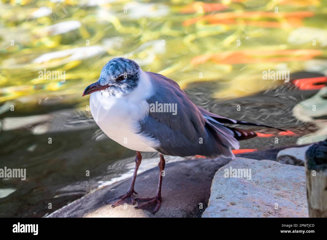 Die Lachmöwe (Leucophaeus atricilla) mit definitivem Basiszuckern. Eine mittelgroße Möwe aus Nord- und Südamerika. Stockfoto