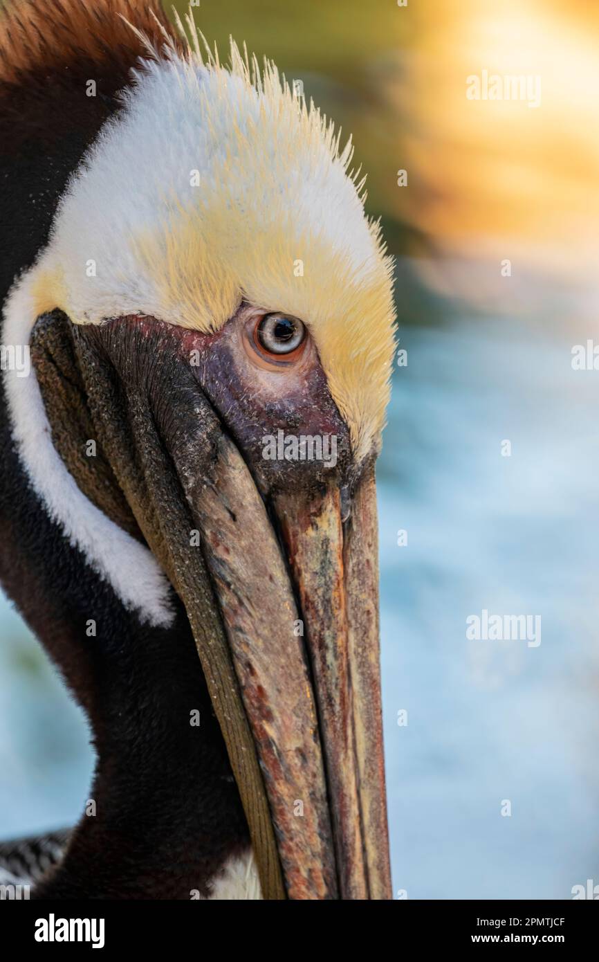 Der braune Pelikan (Pelecanus occidentalis) ist eine von drei Arten, die in Amerika vorkommen, und eine von zwei, die sich durch das Tauchen in Wasser ernähren. Stockfoto