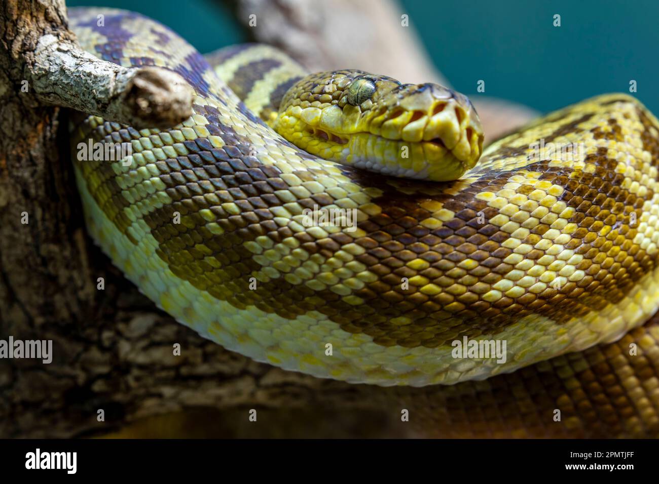 Die Timor-Python (Malayopython timoriensis) ist eine in Südostasien vorkommende Pythonart. Wie alle Pythons ist es ein nicht-giftiger Konstriktor. Stockfoto