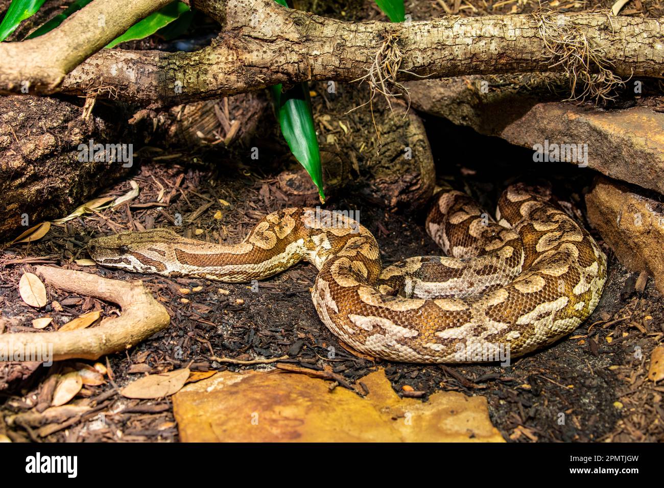 Dumeril-Boa (Acrantophis dumerili) ist eine Art nicht giftiger Schlangen der Familie Boidae. Die Art ist auf Madagaskar endemisch. Stockfoto