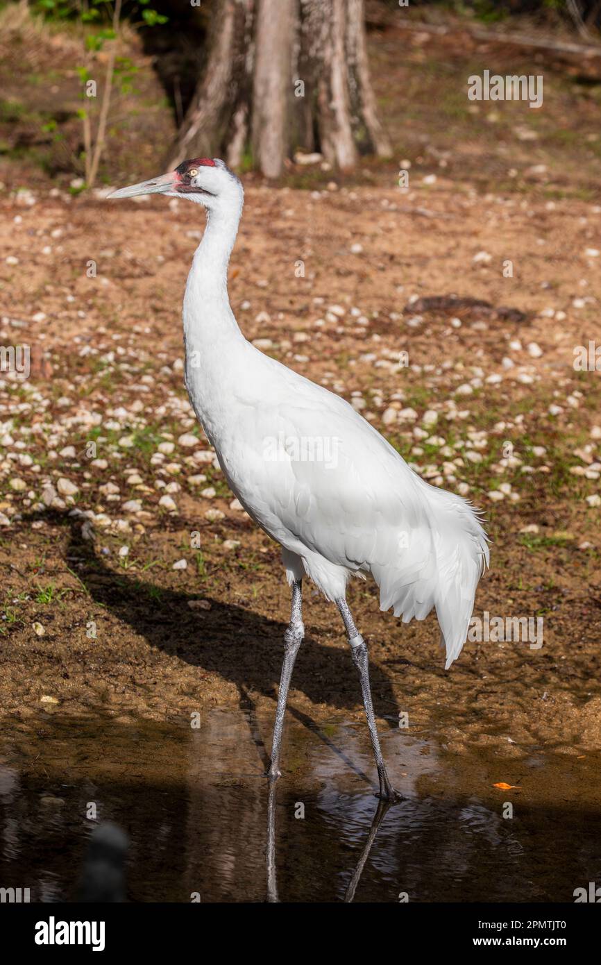 Der Keuchkran (Grus americana) ist der höchste nordamerikanische Vogel, benannt nach seinem Keuchgeräusch. Es ist eine gefährdete KranSpezies. Stockfoto