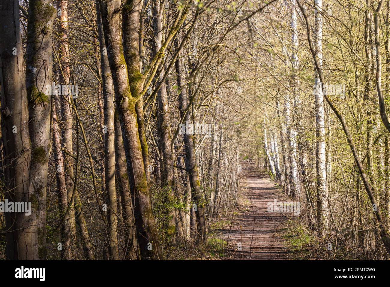 Ein schmutziger Pfad durch einen sonnigen Wald Stockfoto