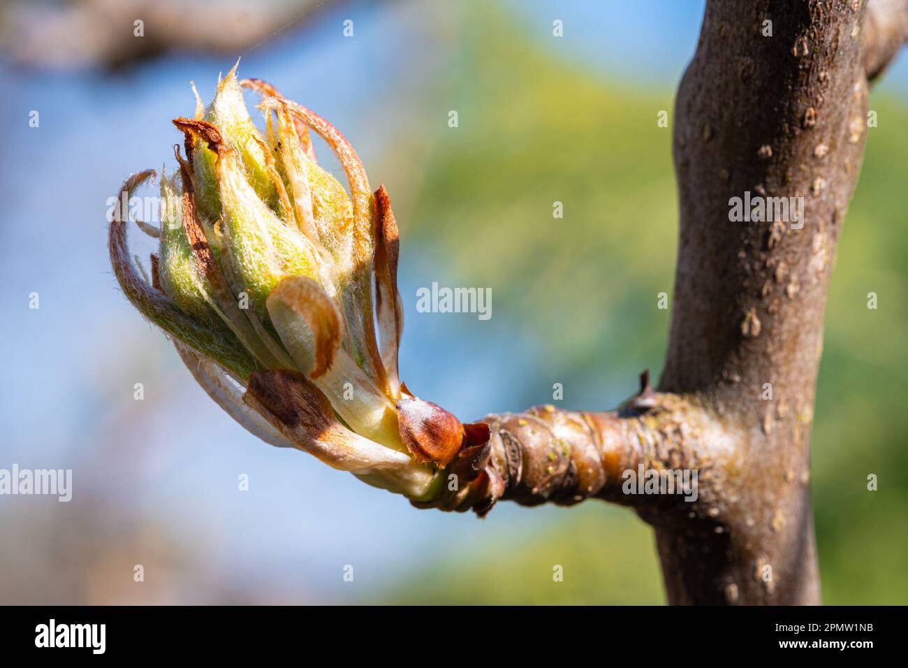 Eine Blütenknospe eines Birnenbaums (Pyrus) schlüpft gleich. Stockfoto