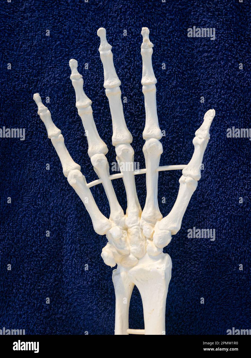 Modell des Skeletts einer Hand, wird im Biologiekurs verwendet. Stockfoto