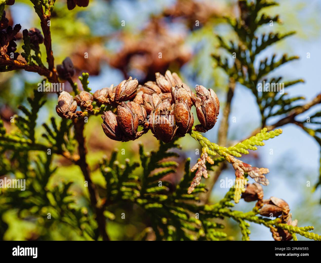 Ein Thuja-Ast mit kleinen braunen Zapfen in Nahaufnahme Stockfoto