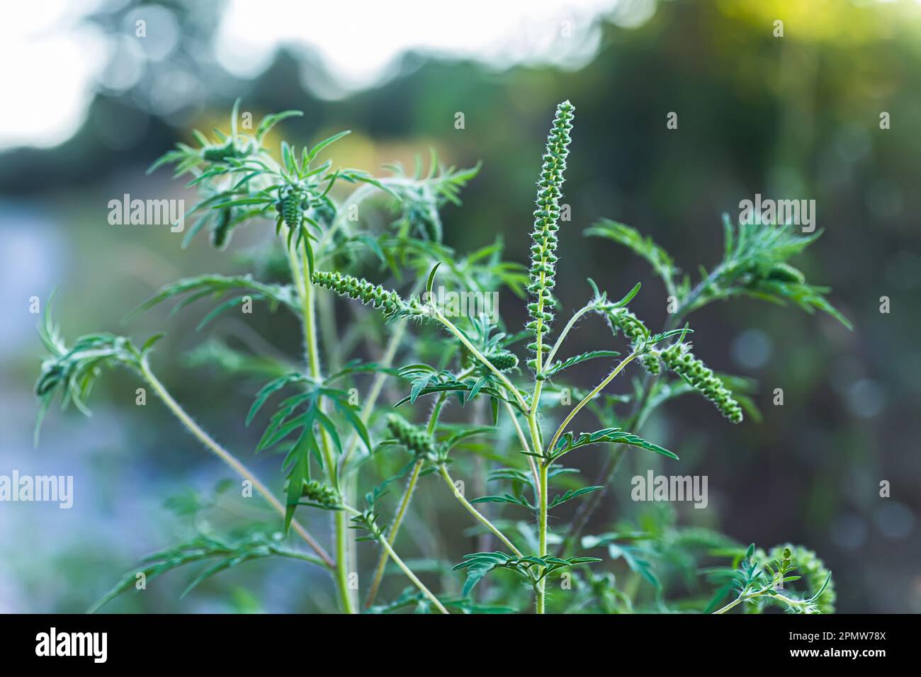 Blühende Ambrosia artemisiifolia ist eine gefährliche allergene Pflanze. Unkrautbüsche verursachen Allergien. Saisonale Blüte von Ragweed, gefährlich Stockfoto