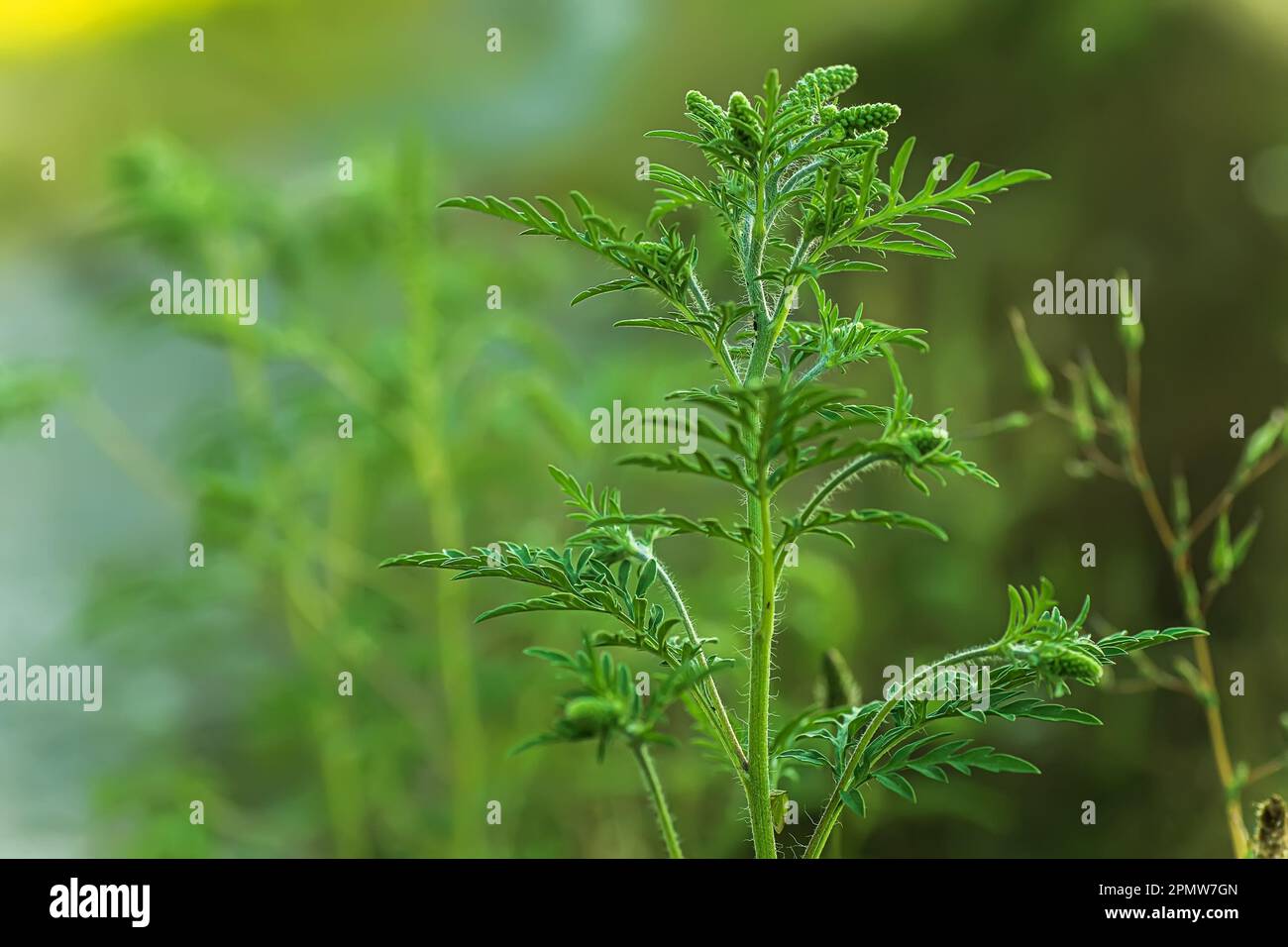Blühende Ambrosia artemisiifolia ist eine gefährliche allergene Pflanze. Unkrautbüsche verursachen Allergien. Saisonale Blüte von Ragweed, gefährlich Stockfoto