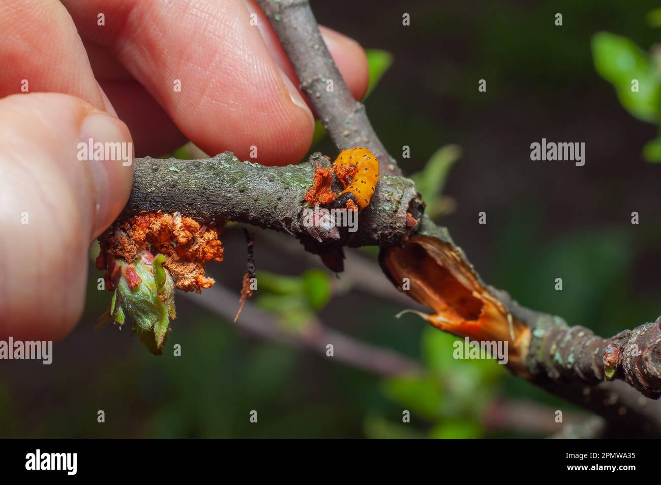 Leopard Moth Zeuzera Pyrina. Eine Orangenlarve auf einem Apfelzweig. Ein Gartenschädling nagt einen Baum von der Mitte. Stockfoto