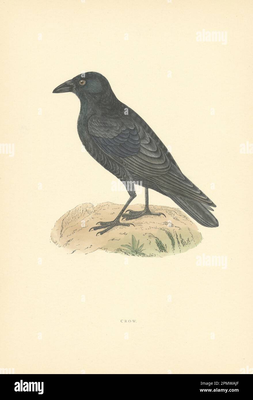 Krähe. Morris's Britische Vögel. Antiker Farbdruck 1903 Jahre alt Stockfoto