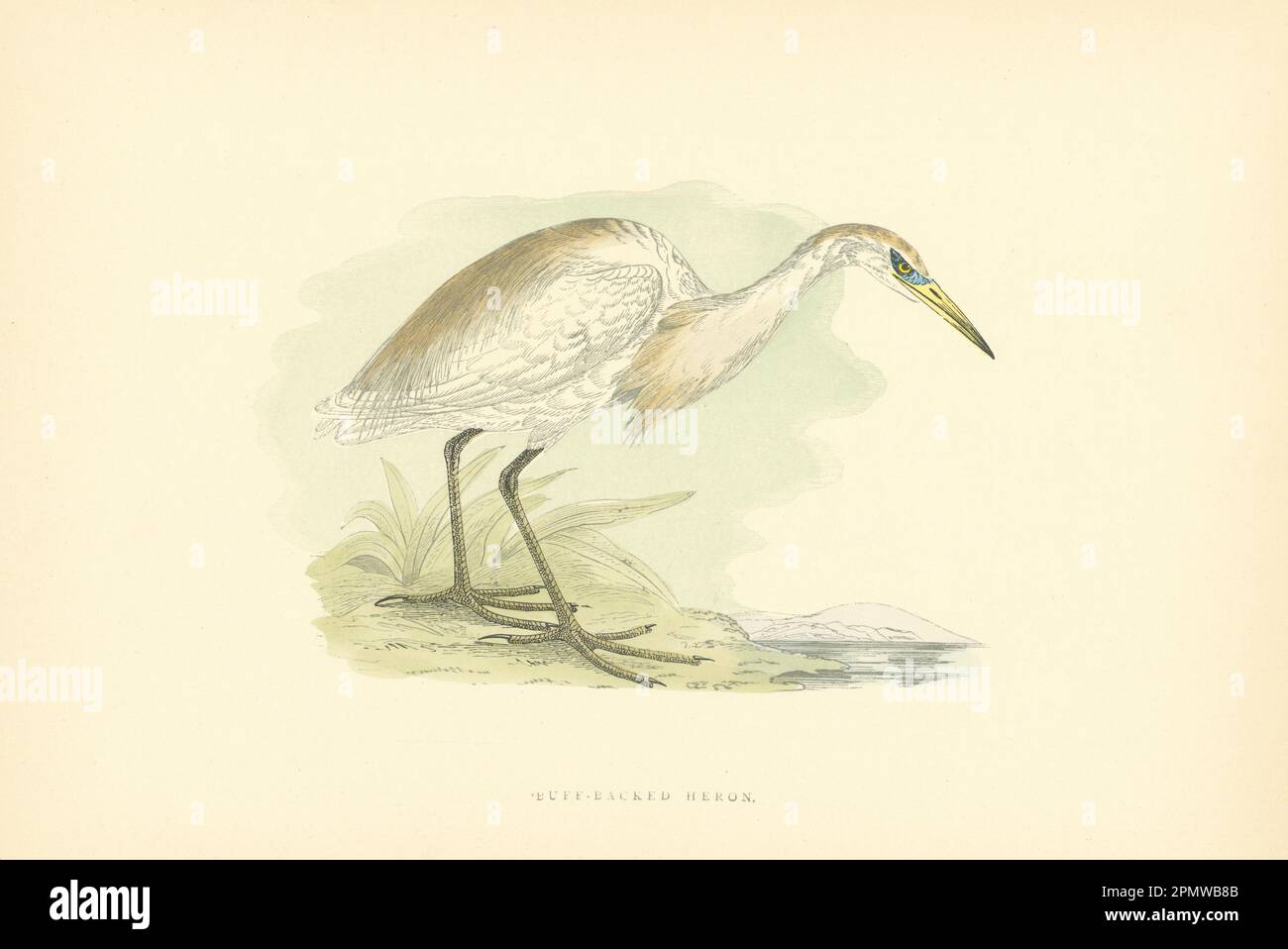 Heron mit Gummipuffer. Morris's Britische Vögel. Antiker Farbdruck 1903 Jahre alt Stockfoto