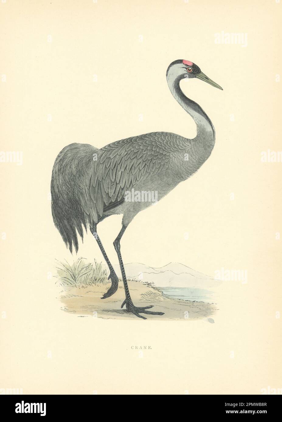 Kran. Morris's Britische Vögel. Antiker Farbdruck 1903 Jahre alt Stockfoto