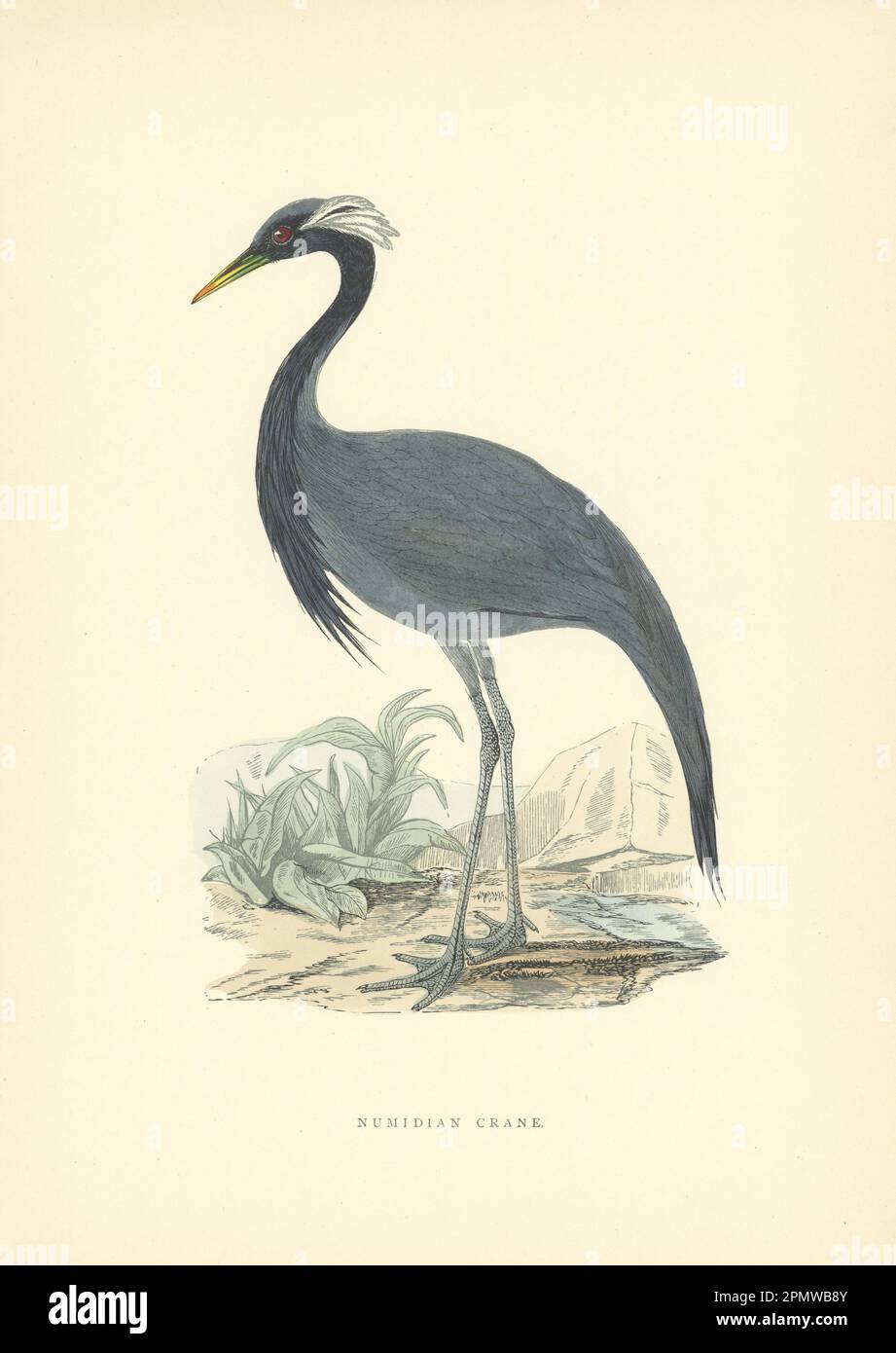Numidianischer Kran. Morris's Britische Vögel. Antiker Farbdruck 1903 Jahre alt Stockfoto
