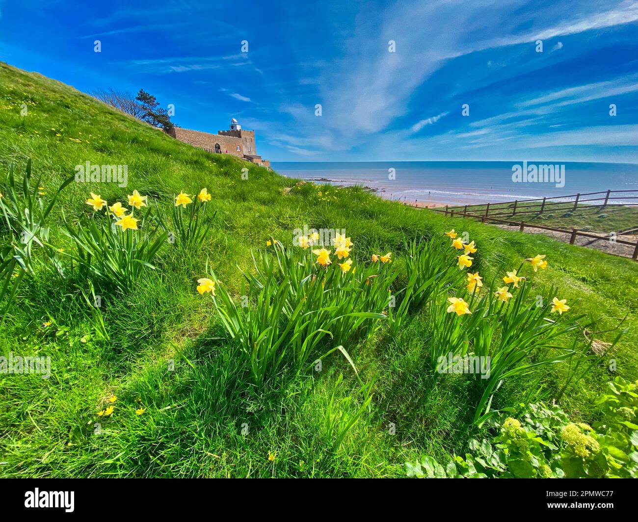 Narzissen am Jacob's Ladder Beach in Sidmouth Stockfoto