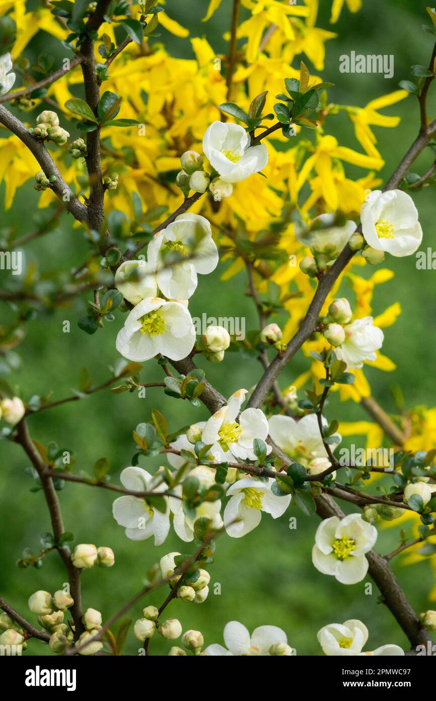 Weiß, Gelb, Frühling, Blumen, Chaenomele „Nivalis“, Forsythien blühende Sträucher im Garten Stockfoto