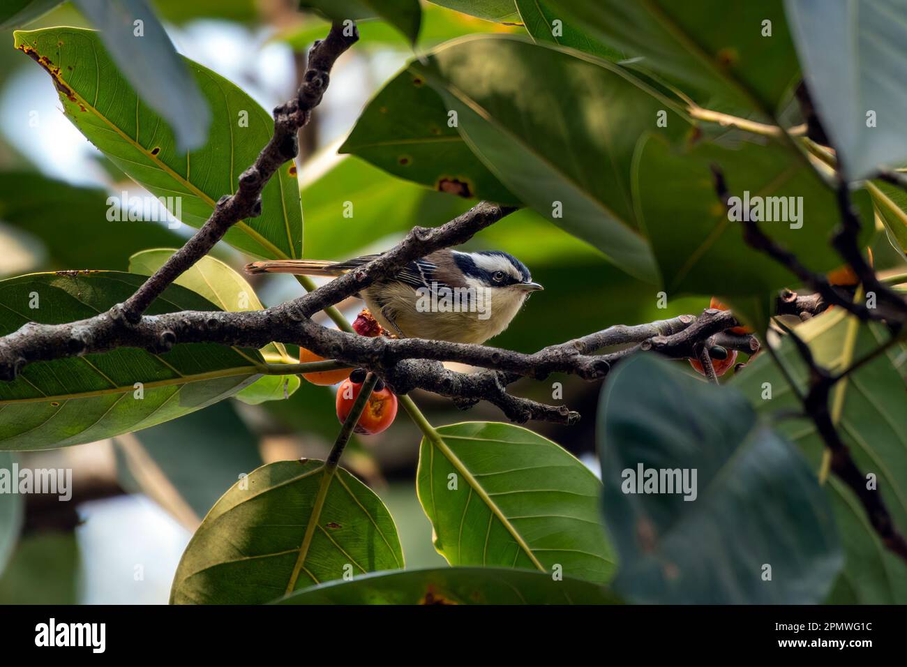 Rotschwanzminla (Minla ignotincta) in Rongtong in Westbengalen, Indien Stockfoto