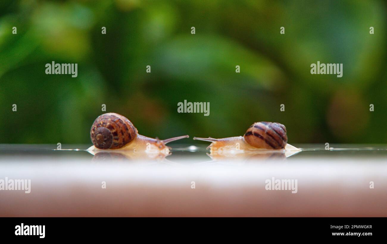 Schnecken in der Liebe Stockfoto