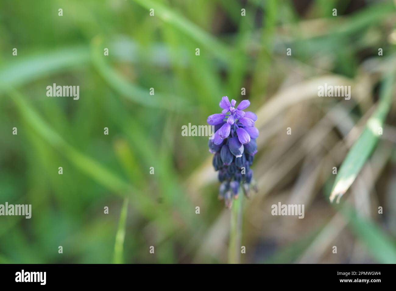 Blaues Nazarenen oder Traubenhyazinth (Muscari-Neglectum) inmitten von Wiesengras mit schönem Bokeh-Hintergrund Stockfoto