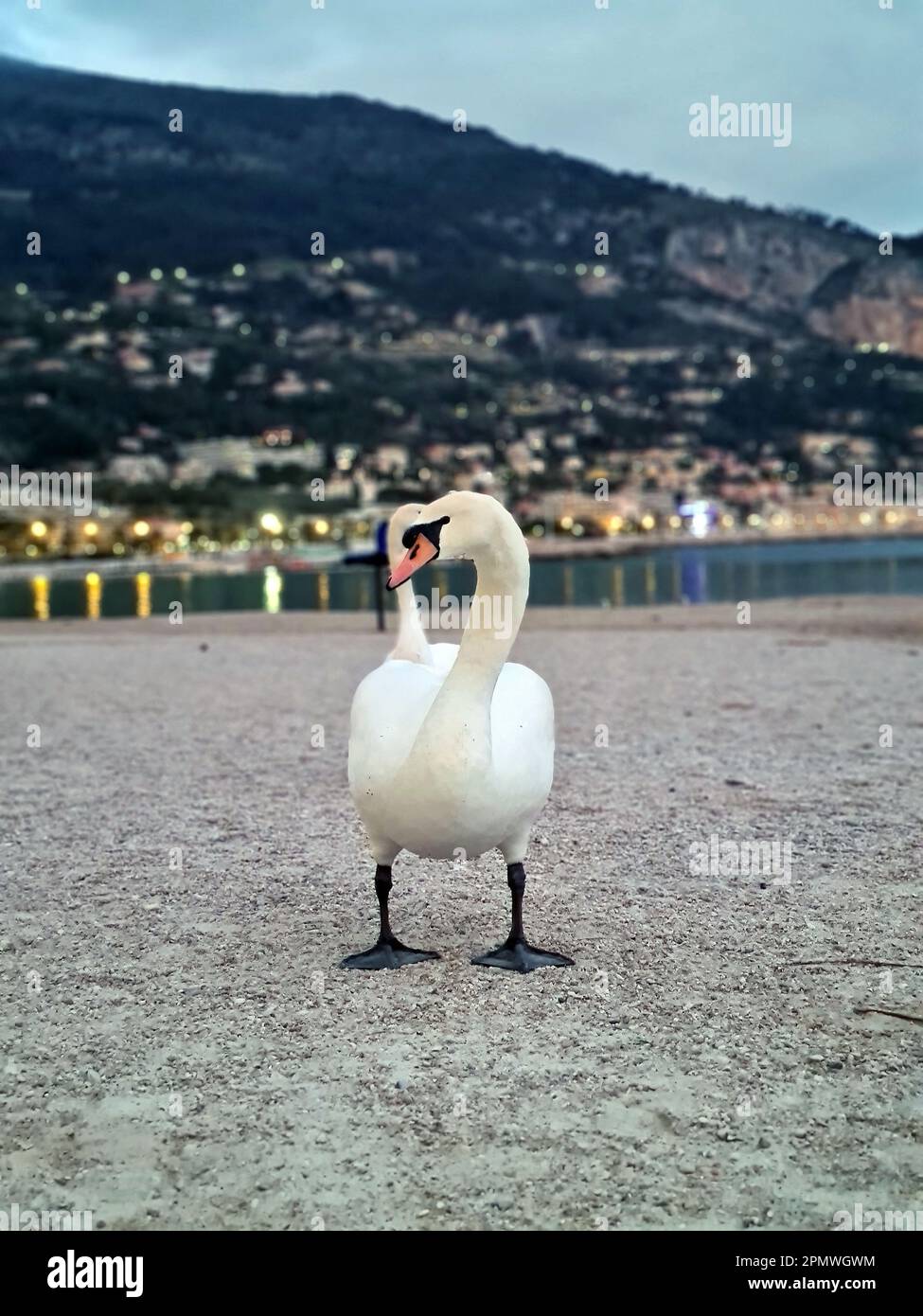 Zwei herrliche weiße Schwäne schmücken Sablette Beach in der Dämmerung in Menton, einer malerischen Stadt an der französischen Riviera, die Ruhe und natürliche Schönheit ausstrahlt Stockfoto