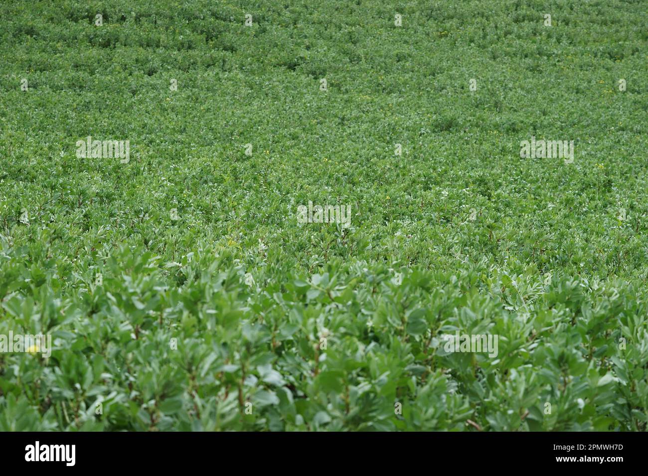 Im Frühjahr wächst die junge Pferdebohne (Vicia faba) auf einem Feld Stockfoto