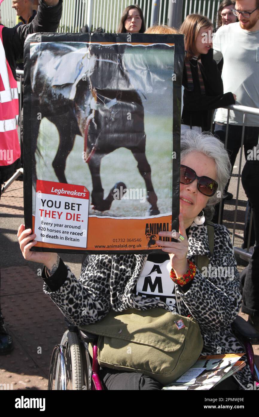 Animal Rising Action for Animals Protestgruppe, die den Grand National stört. Tierschützer in Liverpool, Merseyside, Großbritannien. April 2023. Grand National Meeting Aintree Demonstrationen und Opposition am Haupteingang der Aintree Racecourse. Stockfoto