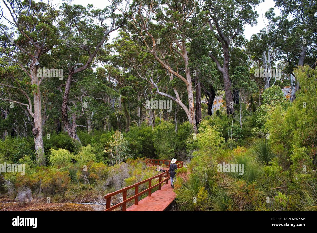 Holzsteg durch einen australischen Eukalyptuswald. Mount Chudalup im D'Entrecasteaux National Park im Süden von Westaustralien. Stockfoto