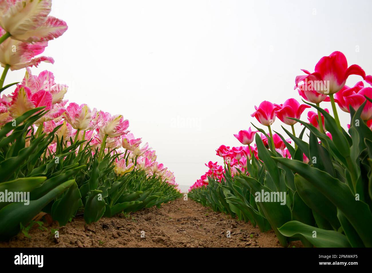 Tulpenfeld mit Frühlingsblüten. Tulpen sind farbenfrohe Blumen mit offenem，Frühlingsblumen-Hintergrund. Stockfoto