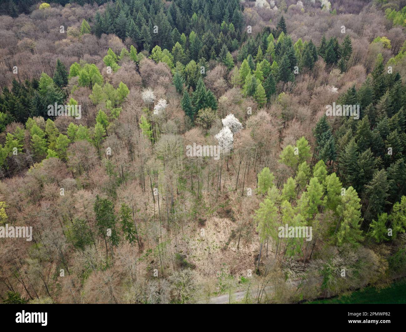 Gemischter Wald in Kraichgau, Deutschland, fotografiert mit einer Drohne im Frühling. Stockfoto