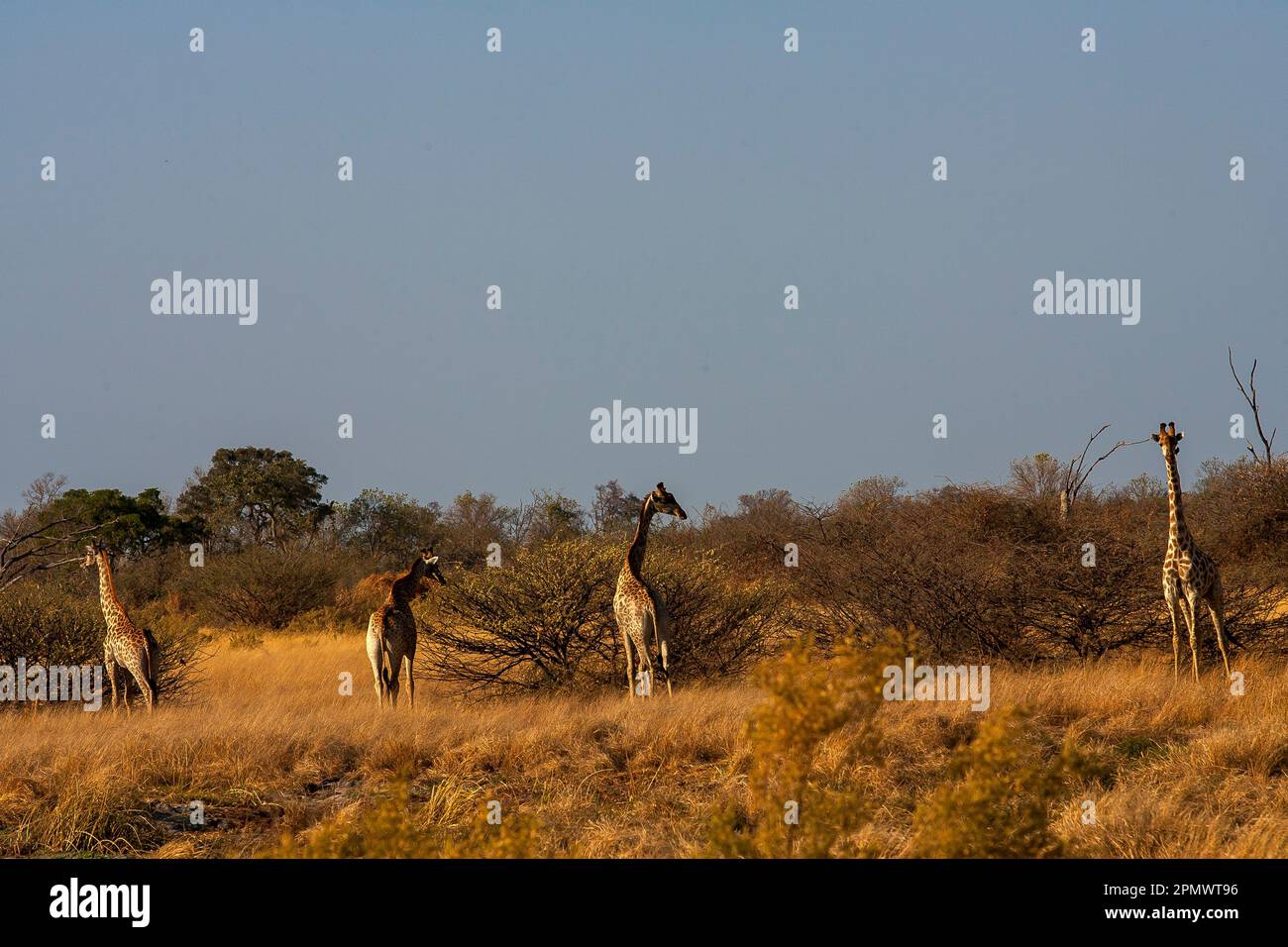 Giraffen auf dem Okavango Delta, Moremi Wildreservat, Botsuana Stockfoto