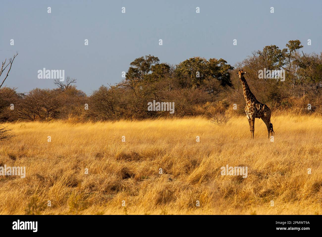 Giraffen auf dem Okavango Delta, Moremi Wildreservat, Botsuana Stockfoto