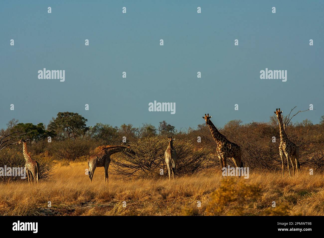 Giraffen auf dem Okavango Delta, Moremi Wildreservat, Botsuana Stockfoto