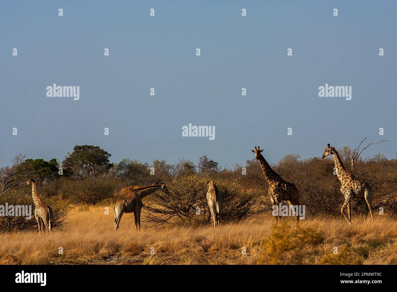Giraffen auf dem Okavango Delta, Moremi Wildreservat, Botsuana Stockfoto
