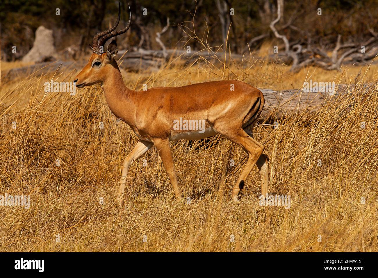 Impala auf dem Okavango Delta, Moremi Wildreservat, Botswana Stockfoto