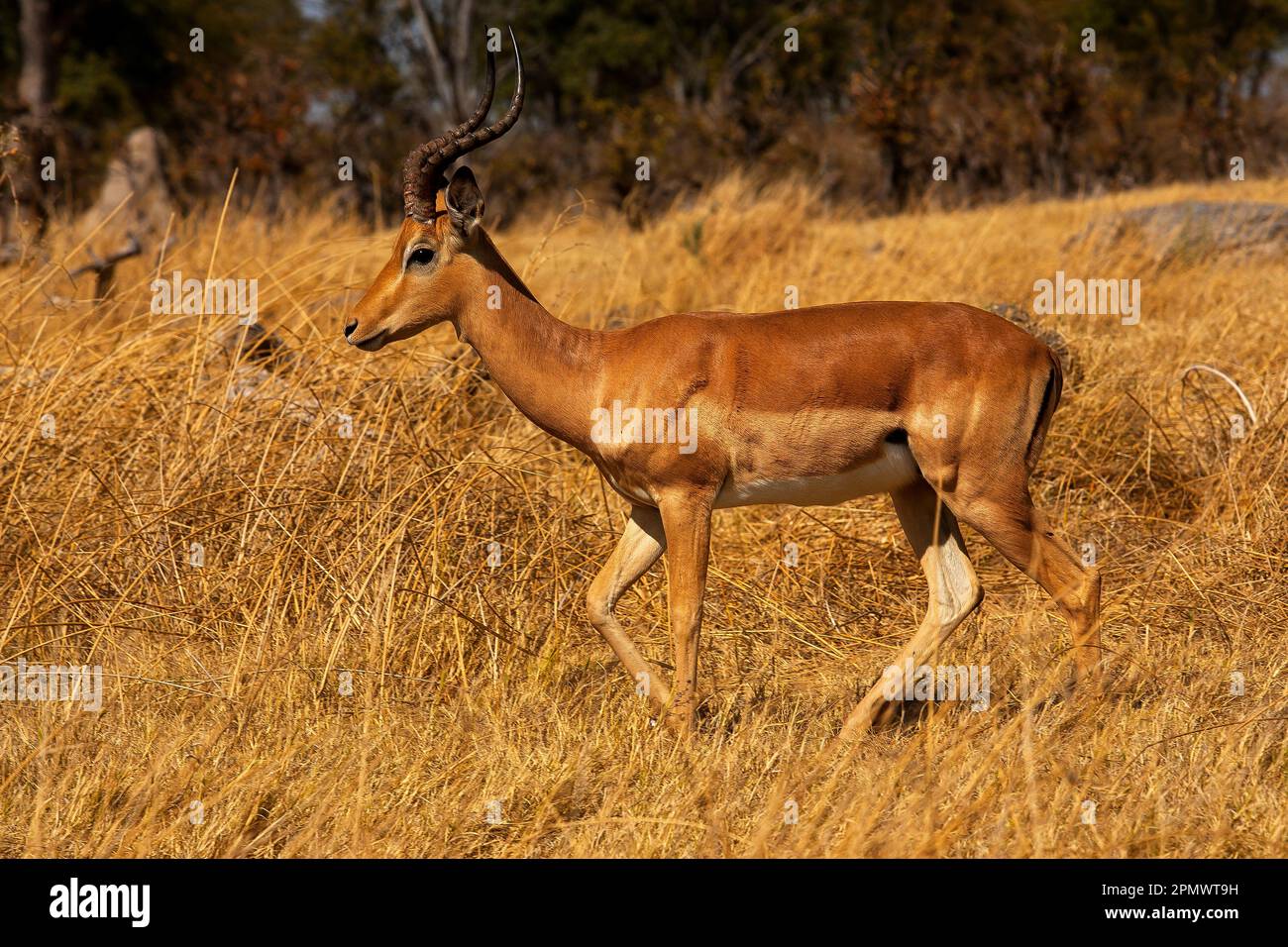 Impala auf dem Okavango Delta, Moremi Wildreservat, Botswana Stockfoto
