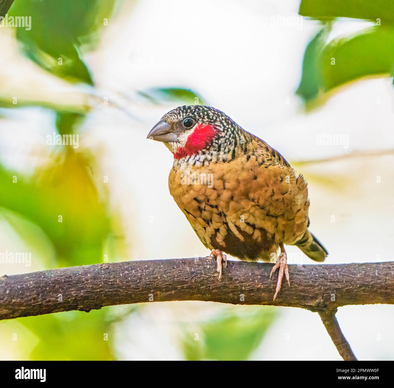 Männlicher Halsabschneider Finch Stockfoto