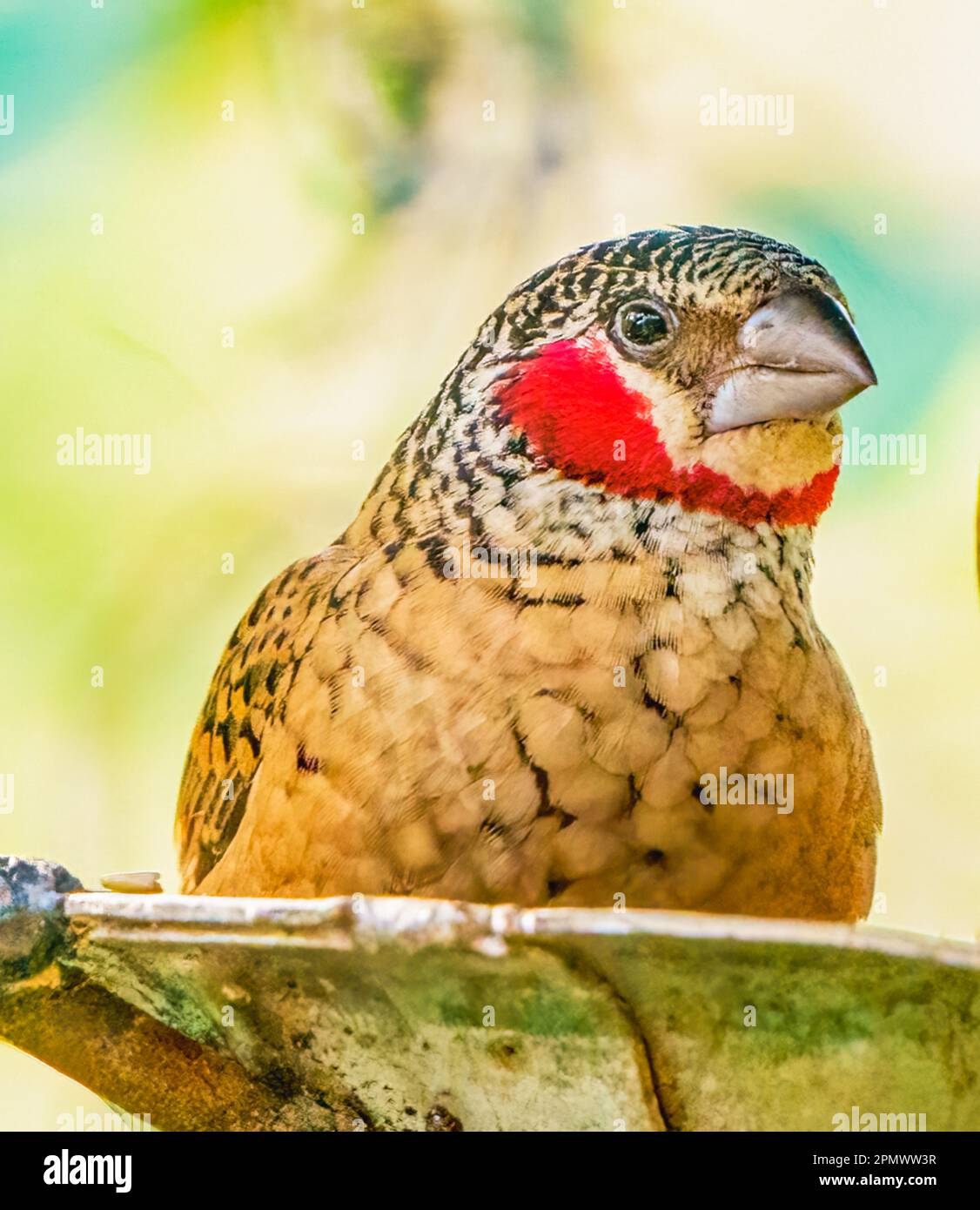 Männlicher Halsabschneider Finch Stockfoto