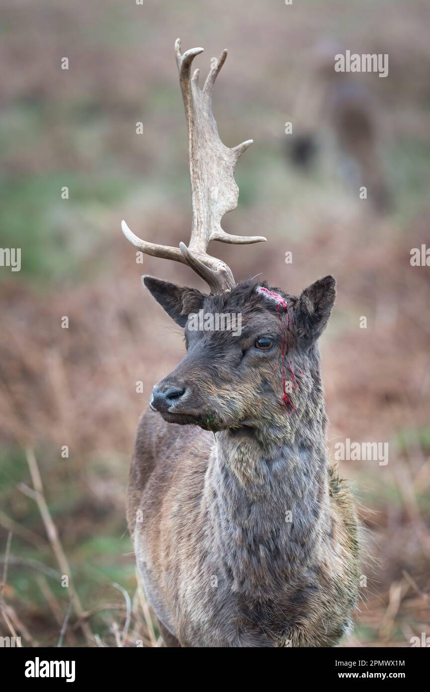Blut tropft von einem frisch vergossenen Geweih auf Damhirschen, was Ende April geschieht Stockfoto