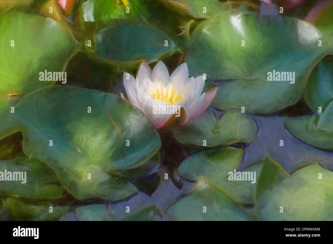 Digitale Malerei einer einzelnen isolierten weissen Wasserlilie unter grünen Lilienpolstern. Stockfoto