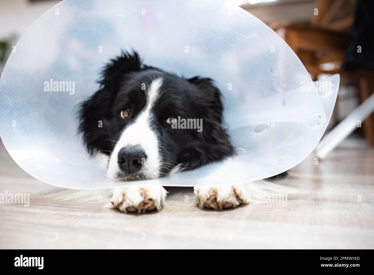 Border Collie Hund liegt nach der Kastration in einem Schutzkragen zu Hause auf dem Boden, Kopf ruht auf Pfoten und sieht müde aus, Kopf ruht auf Pfoten Stockfoto