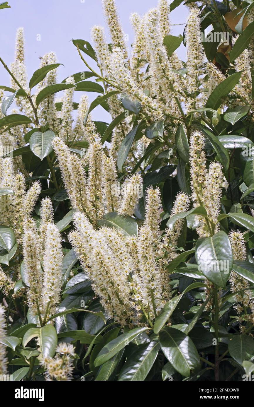 Prunus Laurocerasus Kirschlorbeer Italien Stockfotografie - Alamy