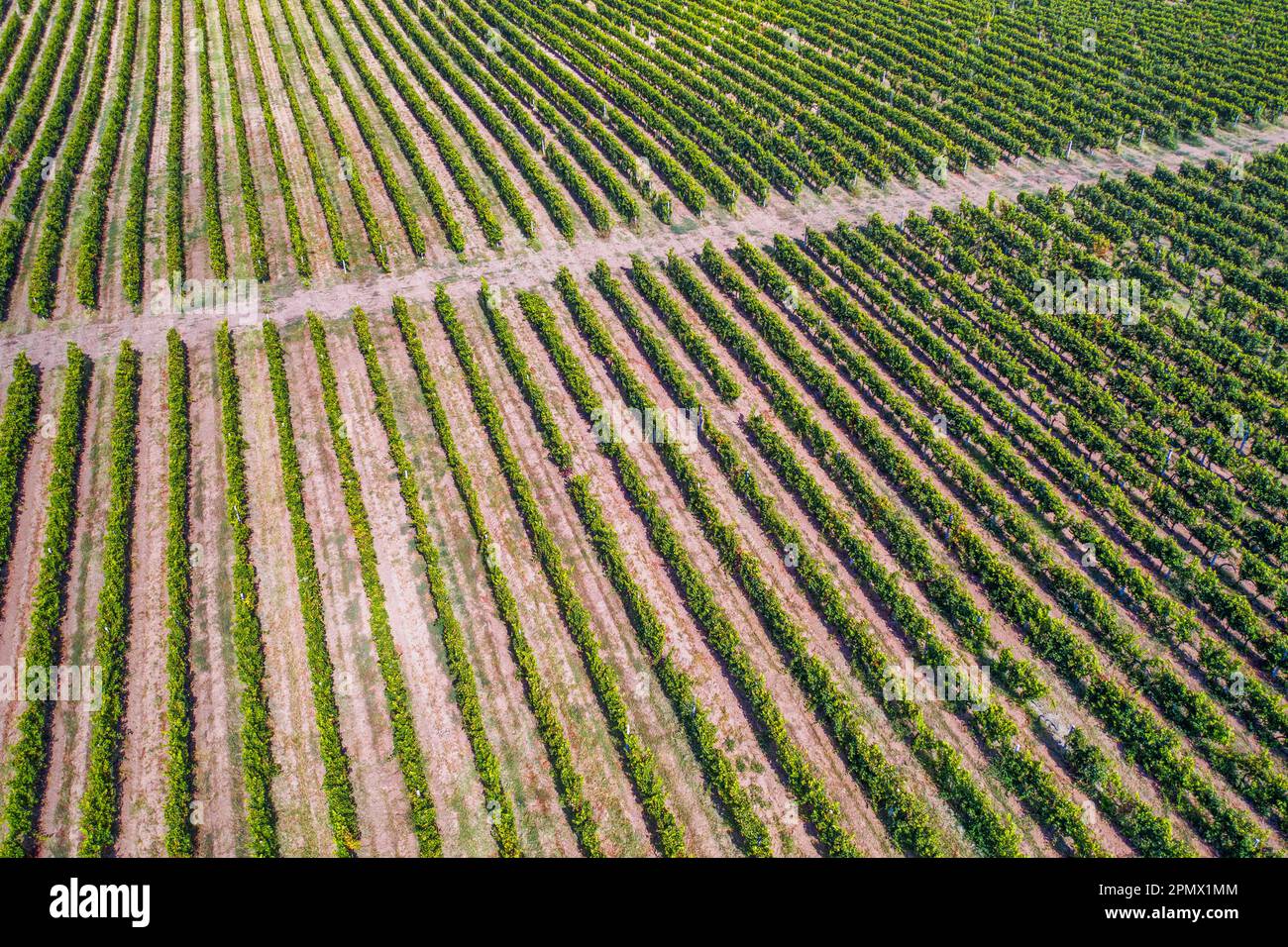 Verlieren Sie sich in der Schönheit eines blühenden Weinbergs, mit Reihen von üppigen und fruchtbaren Weinreben, die eine atemberaubende visuelle Darstellung von oben erzeugen Stockfoto