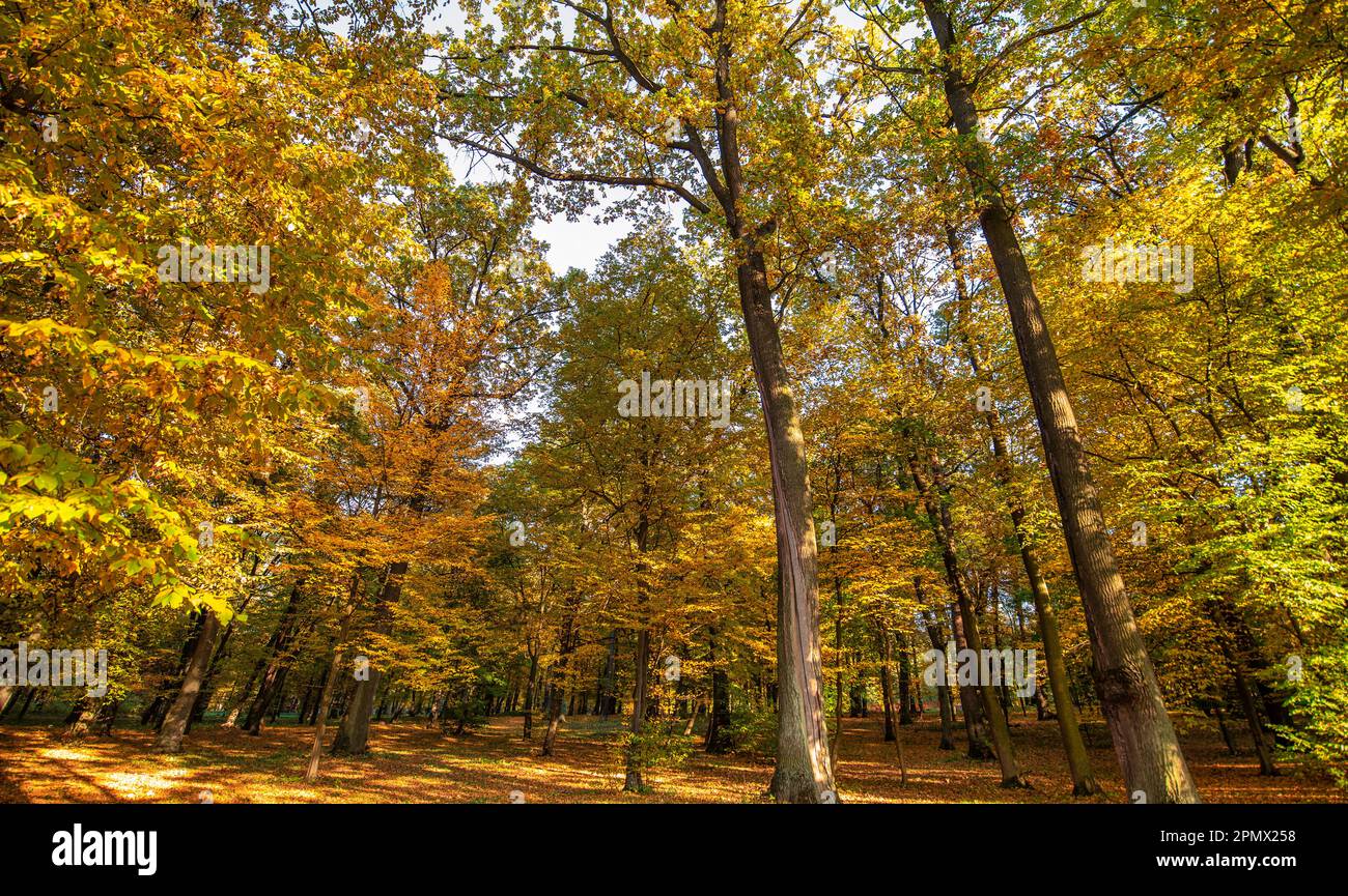 Tauchen Sie ein in die Schönheit der wechselnden Jahreszeiten mit diesem bezaubernden Bild eines gelben Herbstwaldes und einem Boden bedeckt mit einem Mosaik aus Blättern Stockfoto