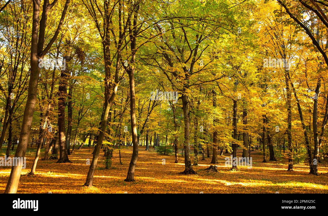 Erleben Sie den Zauber des Herbstes mit diesem malerischen Blick auf einen gelben Wald und die Erde mit einer Schicht gefallener Blätter Stockfoto