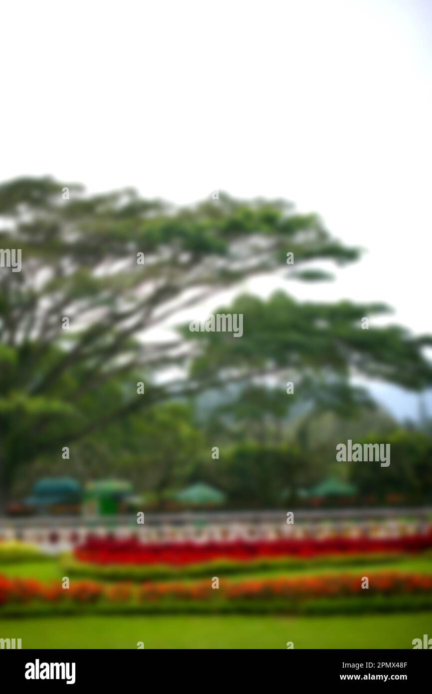 Unschärfe abstrakter Hintergrund eines grünen Laubbaums Stockfoto