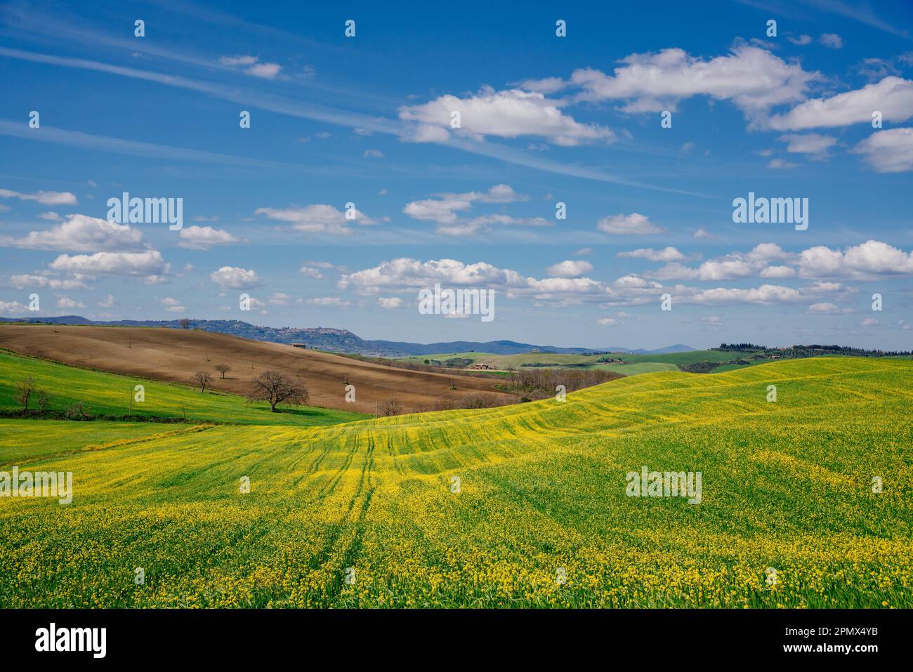 Grüne und gelbe Frühlingspanorama-Landschaft der Toskana, Italien. Stockfoto