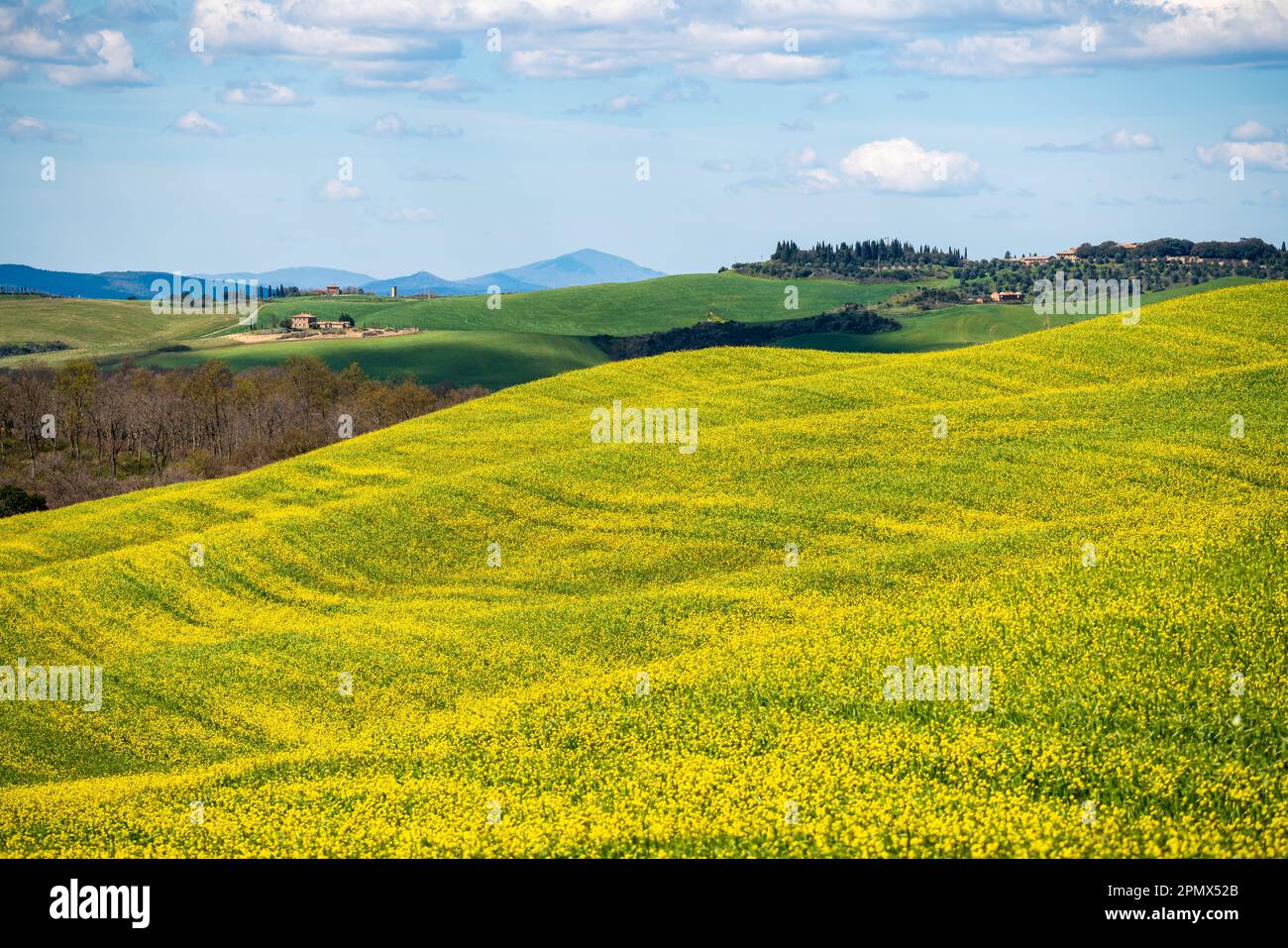 Grüne und gelbe Frühlingspanorama-Landschaft der Toskana, Italien. Stockfoto