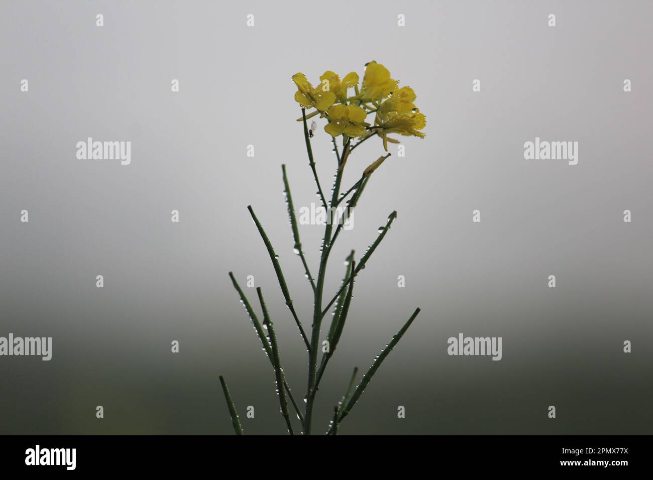 Eine Nahaufnahme gelber Sisymbrium loeselii-Blüten, bedeckt mit Tautropfen Stockfoto
