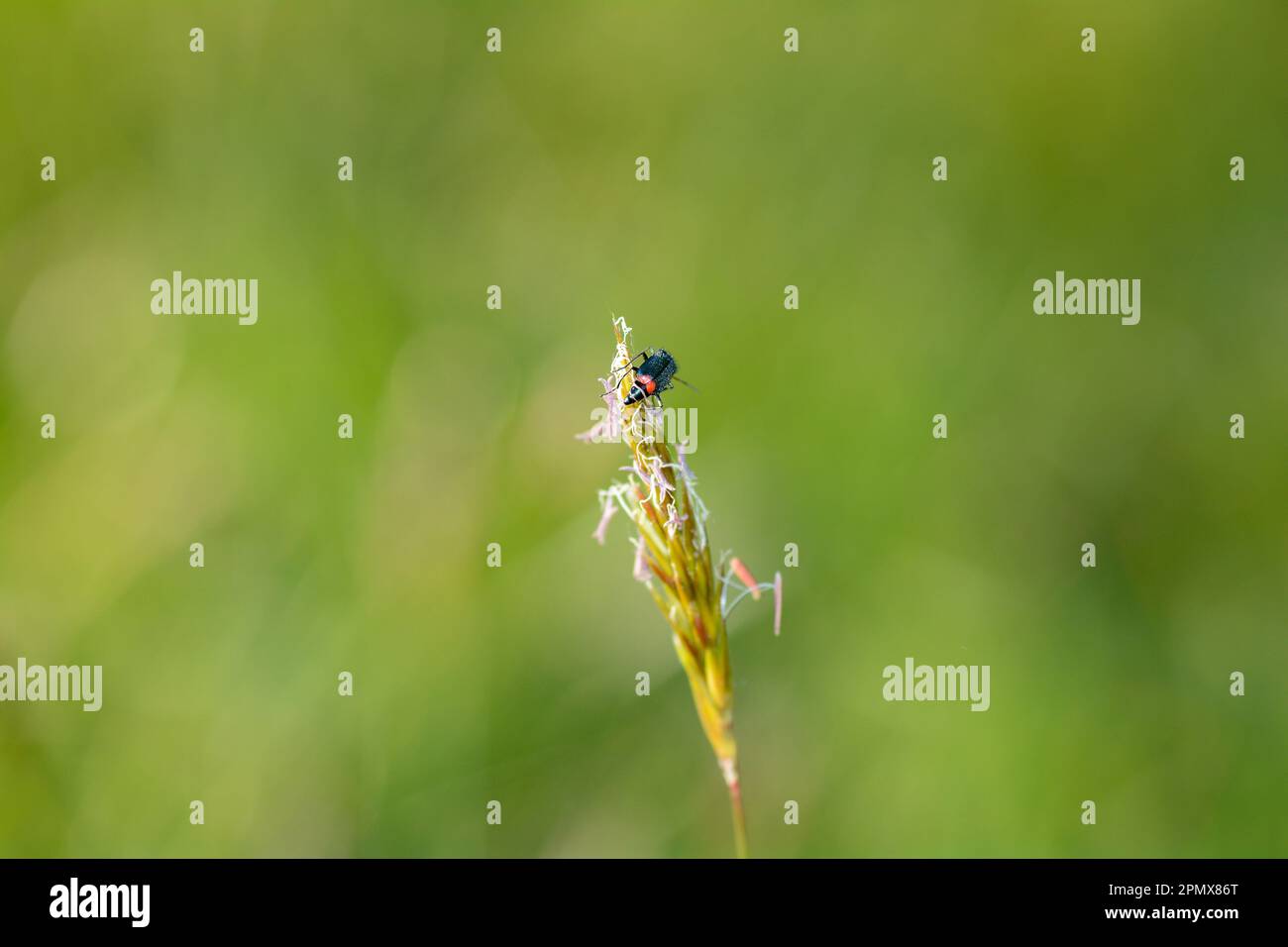 Zweifleckenkäfer ( Malachius bipustulatus ) auf einer grünen Pflanze Stockfoto